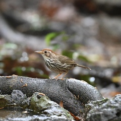 Pellorneum ruficeps