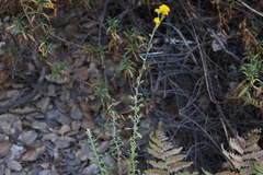 Eriophyllum confertiflorum