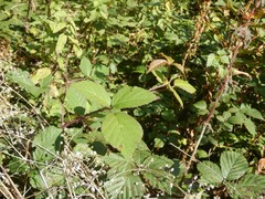 Rubus subtercanens