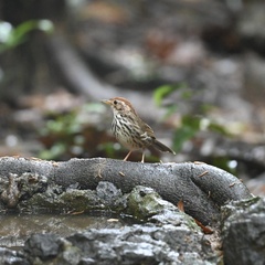 Pellorneum ruficeps