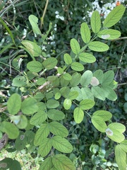 Robinia pseudoacacia