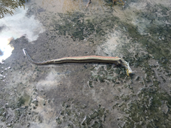 Nerodia clarkii clarkii