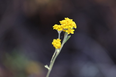 Eriophyllum confertiflorum