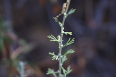Eriophyllum confertiflorum