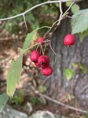 Crataegus crus-galli