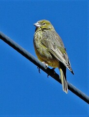 Sicalis olivascens