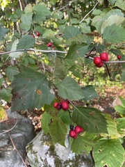 Crataegus crus-galli