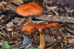 Leratiomyces ceres