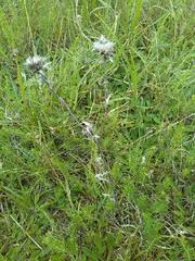 Carlina vulgaris
