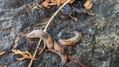 Ambigolimax valentianus