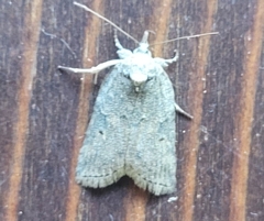 Nycteola