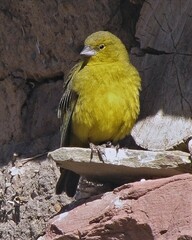 Sicalis olivascens