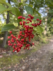 Viburnum dilatatum