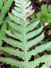 Phegopteris