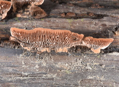 Gloeophyllum sepiarium
