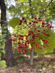 Viburnum dilatatum
