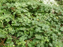 Rubus subtercanens