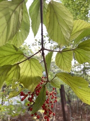 Viburnum dilatatum