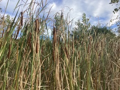 Typha