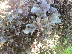 Physocarpus opulifolius