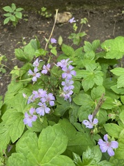 Geranium sylvaticum