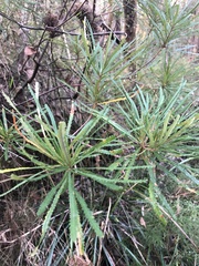 Banksia cunninghamii