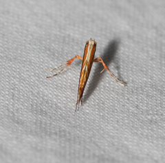 Macarostola polyplaca