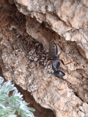 Camponotus