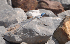 Pseudotrapelus jensvindumi