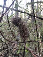 Banksia cunninghamii