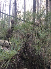 Banksia cunninghamii