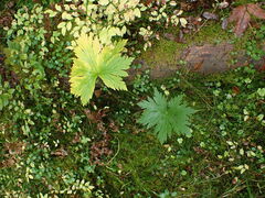 Aconitum septentrionale