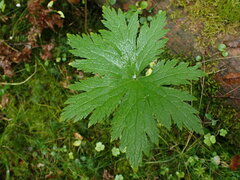 Aconitum septentrionale