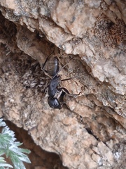 Camponotus