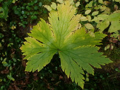 Aconitum septentrionale