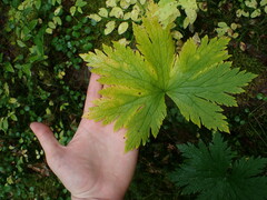 Aconitum septentrionale