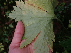 Aconitum septentrionale