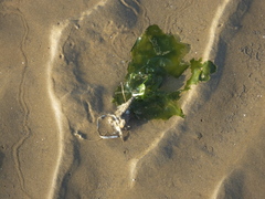 Ulvaceae