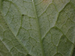 Aconitum septentrionale