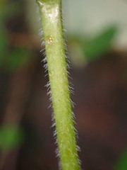Aconitum septentrionale
