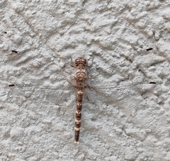 Bradinopyga geminata