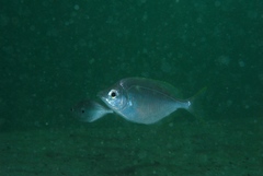 Parequula melbournensis