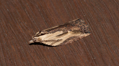 Cryptoptila immersana