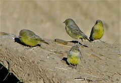 Sicalis olivascens