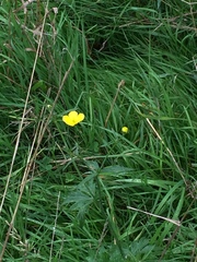 Ranunculus