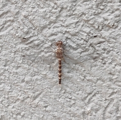 Bradinopyga geminata