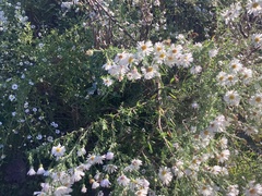 Symphyotrichum firmum