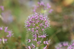 Allium wallichii