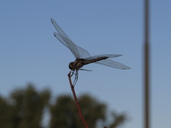 Tramea cophysa