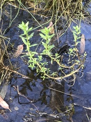 Epilobium billardiereanum